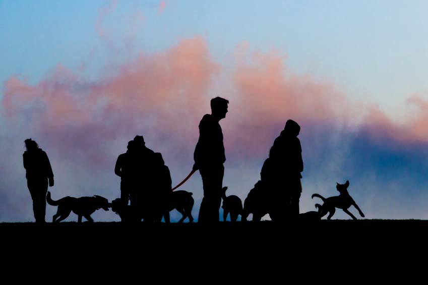 Dog Bite Awareness Prevention Week: Let Sleeping Dogs Lie